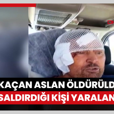 Hayvan parkından kaçan aslan öldürüldü, saldırdığı kişi yaralandı