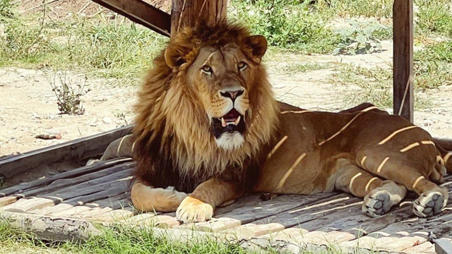 Antalya'da aslan paniği! 1 kişiyi ağır yaraladı!