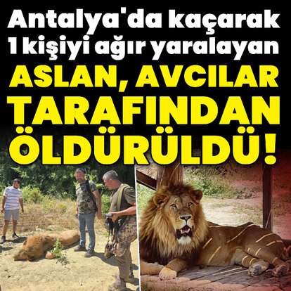 Antalya'da aslan paniği! 1 kişiyi ağır yaraladı!