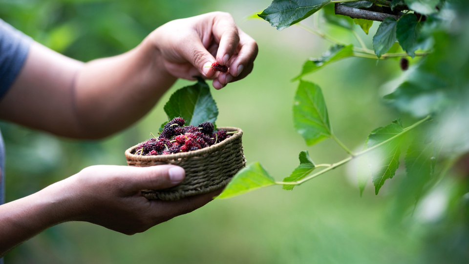 İşte doğanın mor mucizesinin büyük faydaları