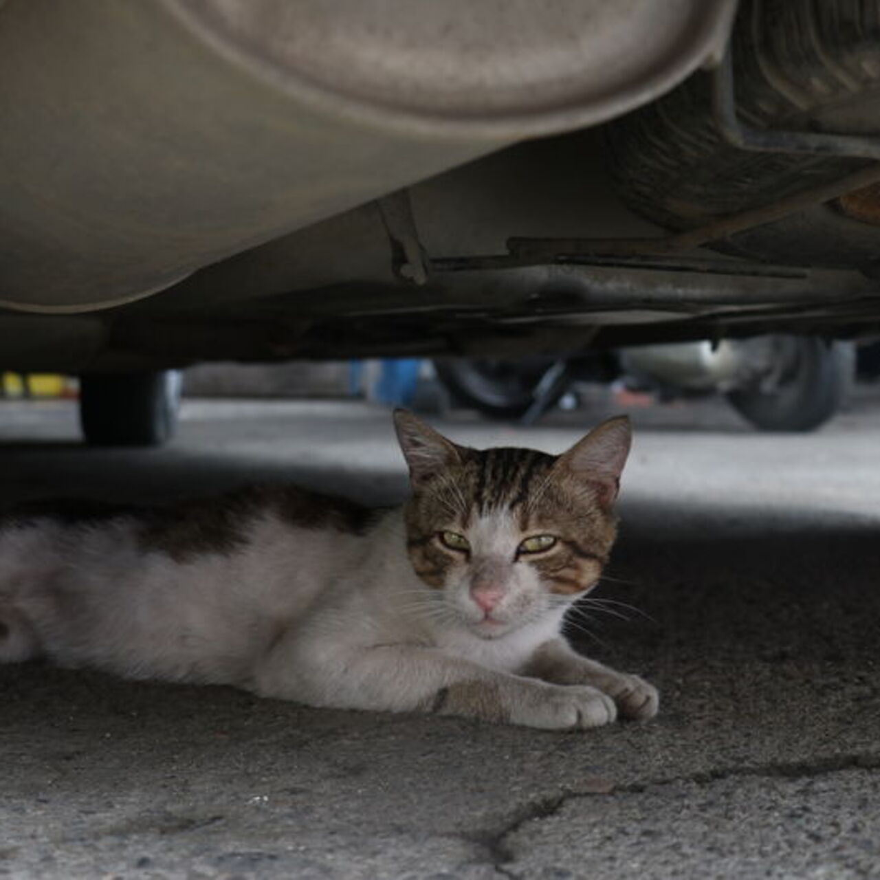 Motor ustasının 'Psikopat' kedisi