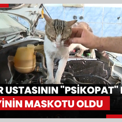 Motor ustasının "Psikopat" kedisi sanayinin maskotu oldu