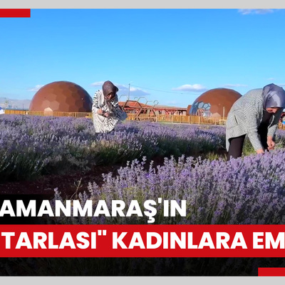 Kahramanmaraş'ın "mor tarlası" kadınlara emanet