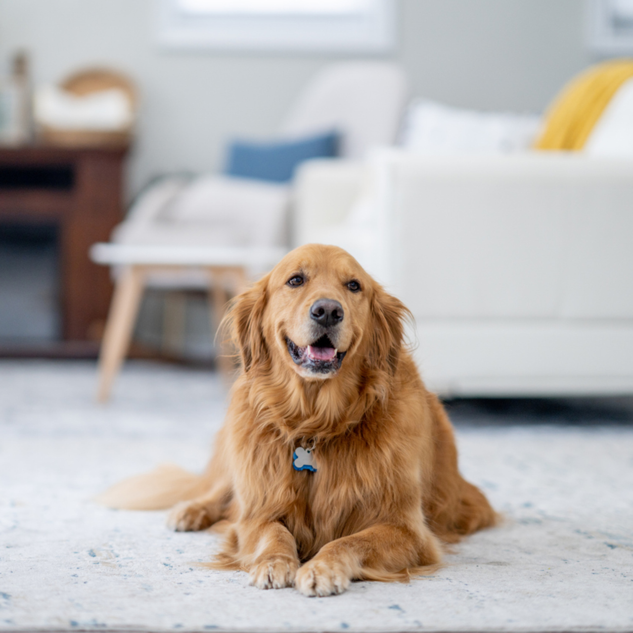 "Köpek yaşı" gerçekten yedi yıl mıdır?