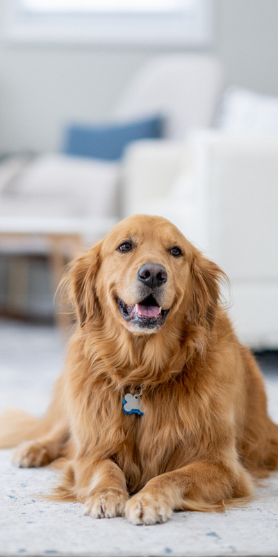 "Köpek yaşı" gerçekten yedi yıl mıdır?