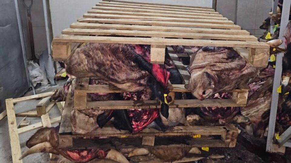 Çok sayıda hayvan kafası bulundu!