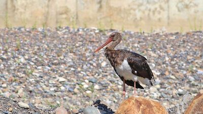 Malatya'dan sonra bu kez Kastamonu'da!