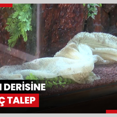 Yılan derisine ilginç talep