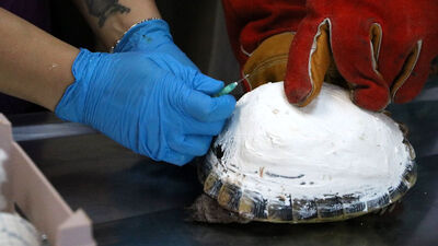 'Tosbik'in kırılan kabuğuna diş dolgu malzemeli tedavi