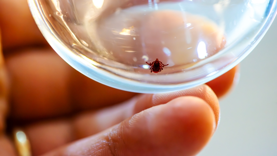 Riskli bölgelerde yaşayanlara kene uyarısı: Halsizlik, kas ağrısı, ateş varsa dikkat!