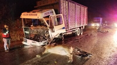 Yola aniden fırlayan geyik ölüme yol açtı!