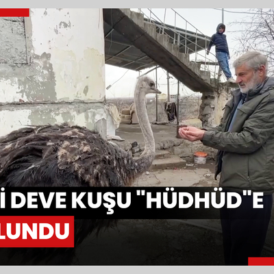 Firari deve kuşu "Hüdhüd"e eş bulundu