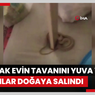 Hakkâri'de toprak evin tavanını yuva yapan yılanlar doğaya salındı