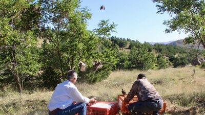 Kırşehir'de doğaya 600 kınalı keklik bırakıldı