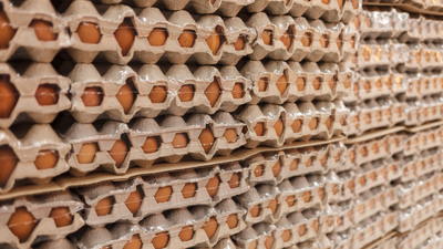 Yumurta ihracatında yeni düzenleme