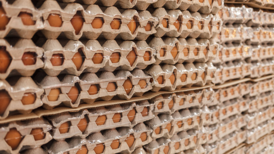 Yumurta ihracatında yeni düzenleme