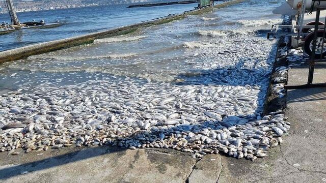 İzmir Körfezi'nde endişelendiren beklenti!