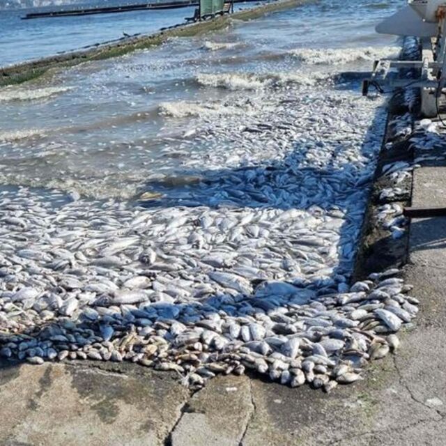 İzmir Körfezi'nde endişelendiren beklenti!