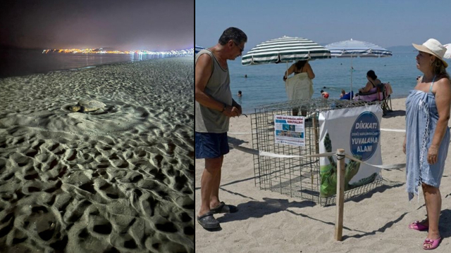 Kuşadası'nda yılın ilk yuvası tespit edildi