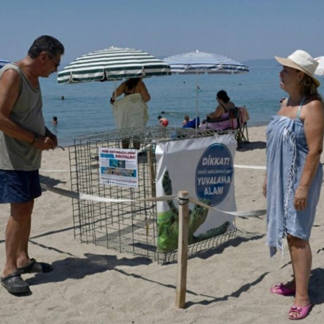 Kuşadası'nda yılın ilk yuvası tespit edildi