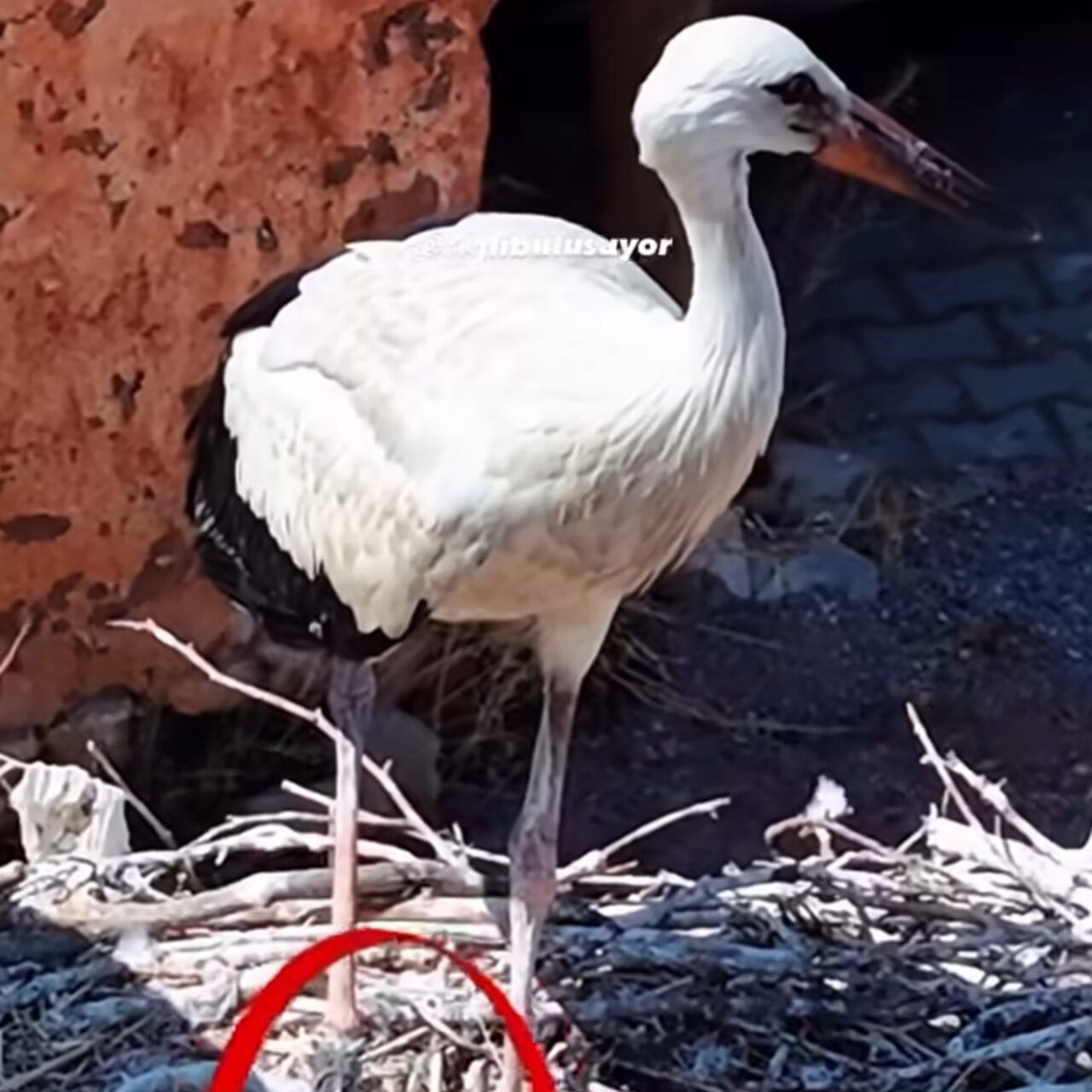 Leylek yavrusu ölümden kurtarıldı