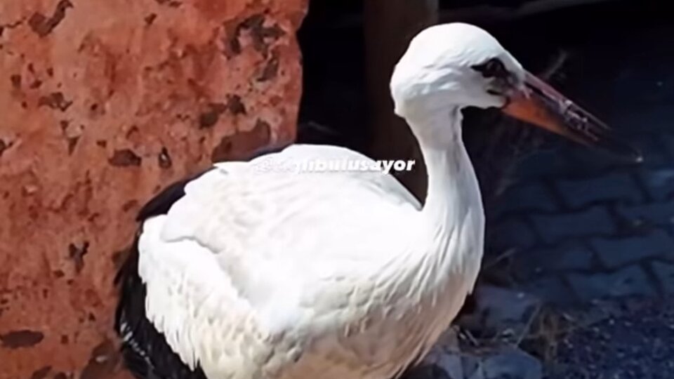 Leylek yavrusu ölümden kurtarıldı