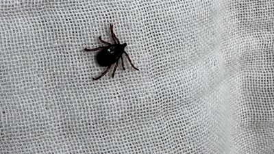 Kâbus sürüyor! Keneden ölenlerin sayısı 11'e yükseldi