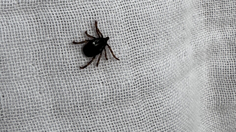 Kâbus sürüyor! Keneden ölenlerin sayısı 11'e yükseldi