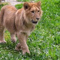 İsmi anketle belirlenmişti! Genç aslan Pars, başka aslan tarafından öldürüldü
