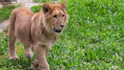 İsmi anketle belirlenmişti! Genç aslan Pars, başka aslan tarafından öldürüldü