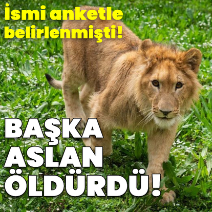 İsmi anketle belirlenmişti! Genç aslan Pars, başka aslan tarafından öldürüldü