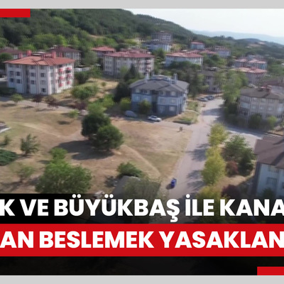 Belde merkezinde küçük ve büyükbaş ile kanatlı hayvan beslemek yasaklandı