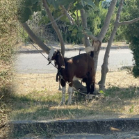 Bu belde de hayvan beslemek yasaklandı