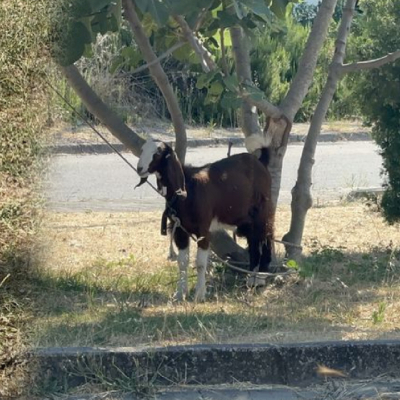 Bu beldede hayvan beslemek yasaklandı