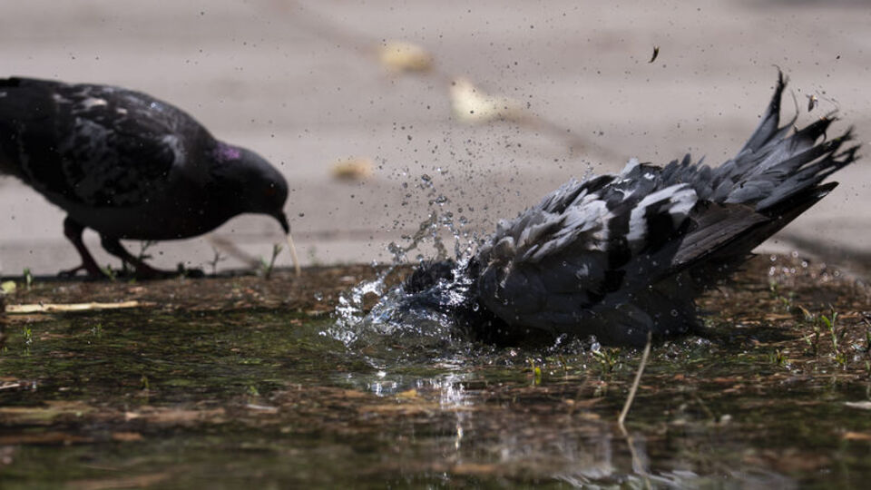 Bunaltan sıcaklar hız kesmiyor!