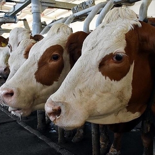 Toplanan inek sütü miktarı yüzde 2 geriledi