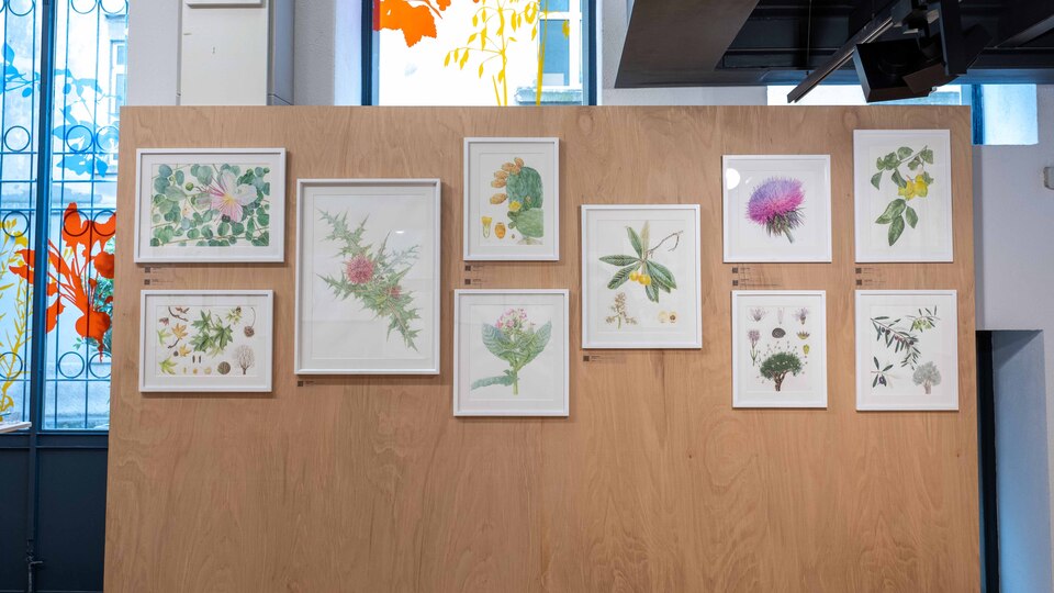 "Anadolu'nun Bitki Mirası" Salt 'Mutfak'ta