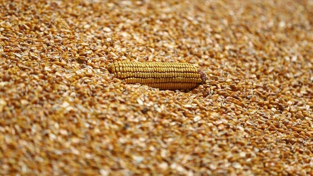 Mısır ithalatında yeni karar Resmi Gazete'de