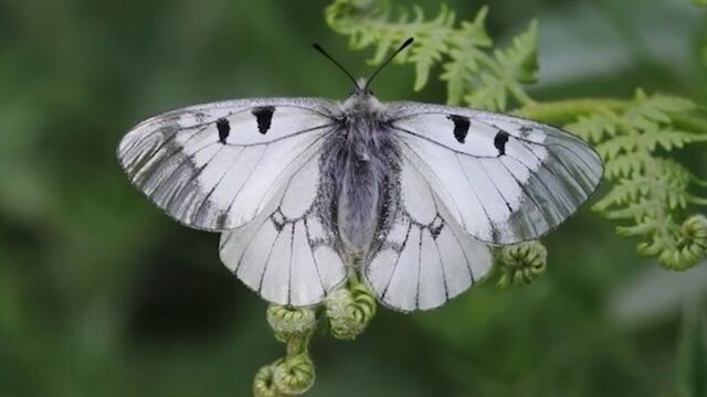 Nesli tehlike altında! Uludağ'da görüntülendi