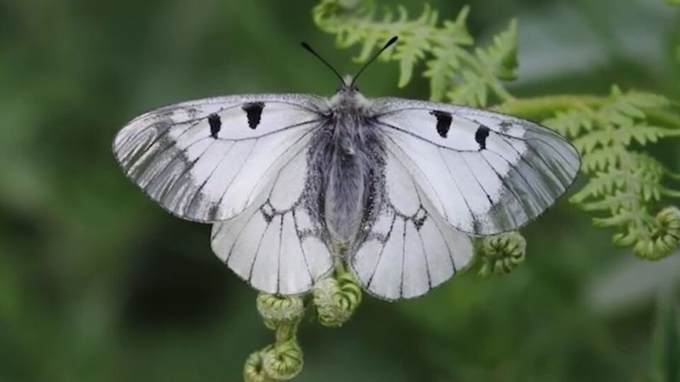 Nesli tehlike altında! Uludağ'da görüntülendi