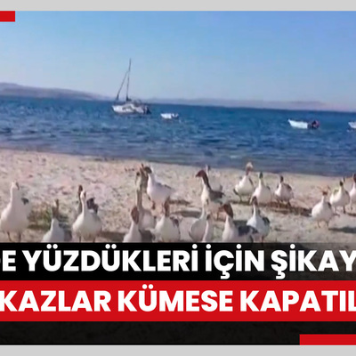 Denizde yüzdükleri için şikayet edilen kazlar kümese kapatıldı