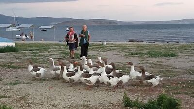 Denizde yüzdükleri için şikayet edildiler