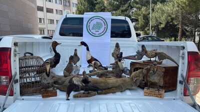 Afyonkarahisar'da hayvan tahnitleri ele geçirildi