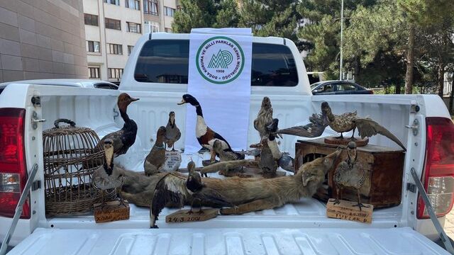 Afyonkarahisar'da hayvan tahnitleri ele geçirildi
