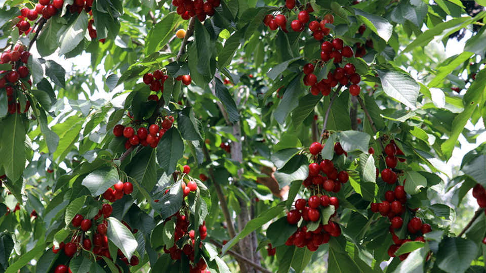 Kiraz ihracatındaki kayıp 61 bin ton