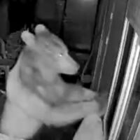 Dikkat! Ayı çıkabilir