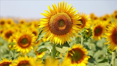 Yağlık ayçiçeği tohumu ve ham ayçiçeği yağı ithal edilecek