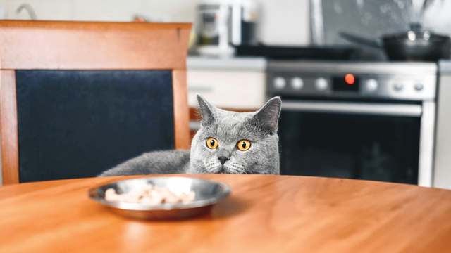 Kediler için ev yapımı serinletici tarifler