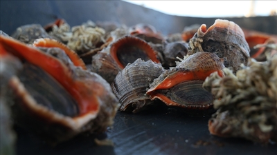 Ülkeye 6 ayda 4 milyon dolar kazandırdı