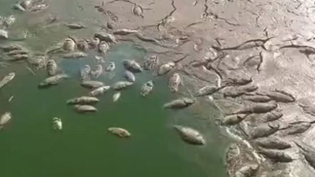 Şırnak'ta iki gölette balık ölümleri